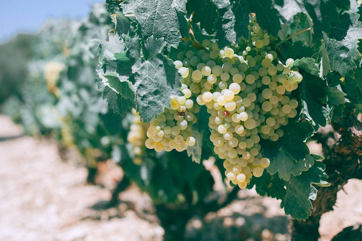 Holy Mass wine and its particular features